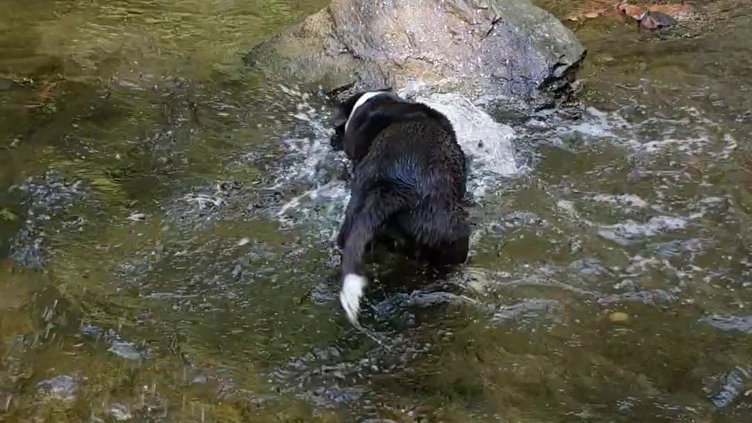 Splashing Around Hysterically